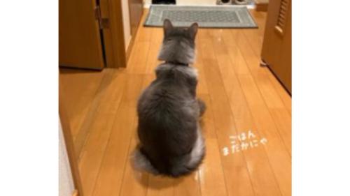 室内にいる猫