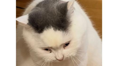 室内にいる猫