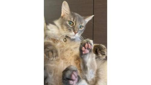 室内にいる猫