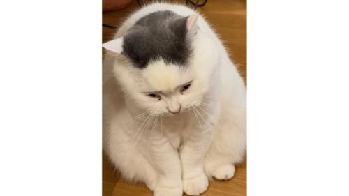 室内にいる猫