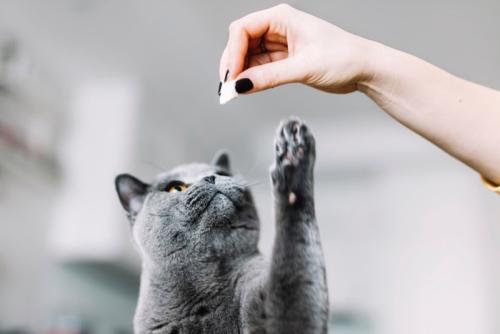 おやつをじらされる猫
