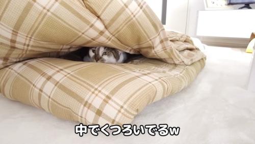 布団の中でくつろぐささみくん