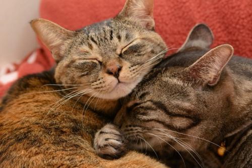 二匹で安心して寝ている猫