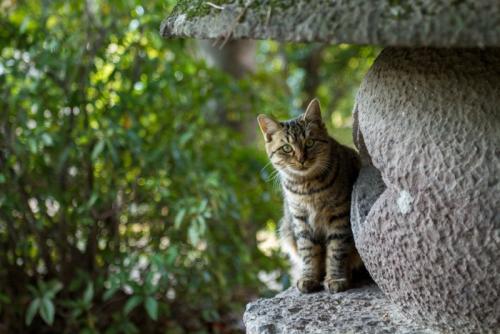 猫が音におびえている様子