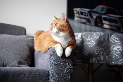 ボロボロになったソファーのひじ掛けでくつろぐ猫