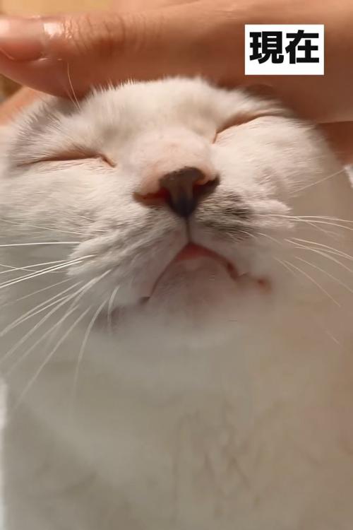 目を閉じる成猫