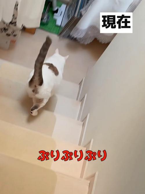 階段をおりる成猫の後ろ姿