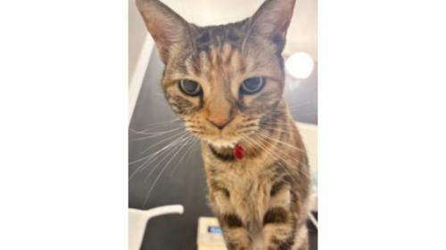 室内にいる猫