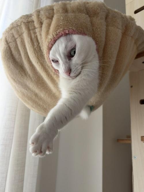 ハンモックから顔を出す猫