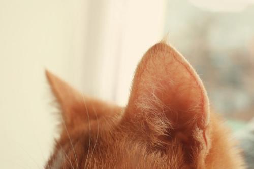 茶猫の耳