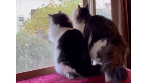 ニャルソックしていた猫たち
