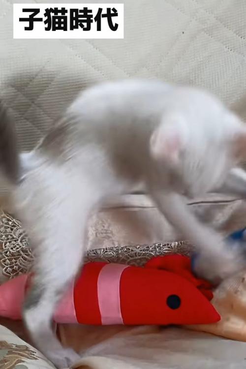 遊ぶ子猫