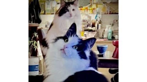 室内にいる猫