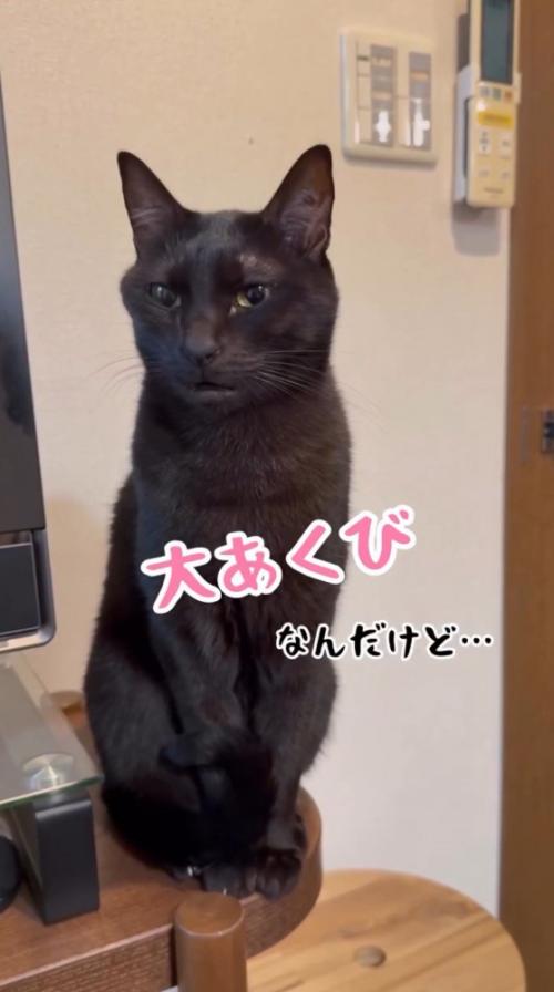 少しだけ口を開く猫