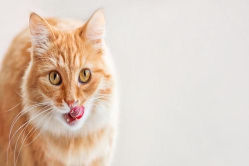 舌なめずりする猫