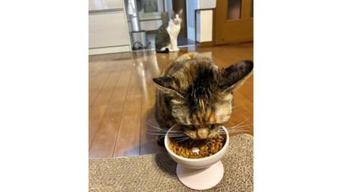 室内にいる猫