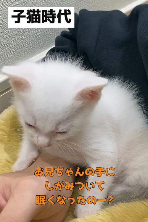 座る子猫