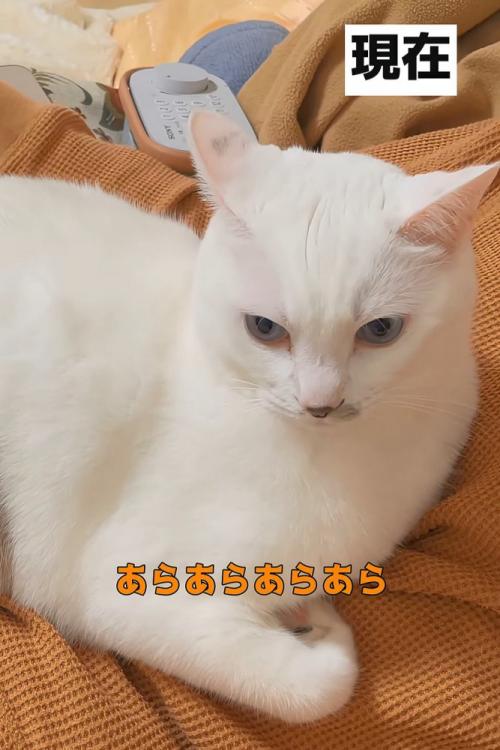 座る成猫