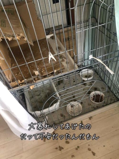 ボロボロのケージ