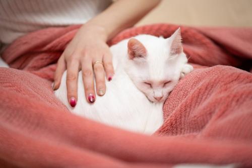 なでられる猫