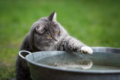 水を触ろうとする猫