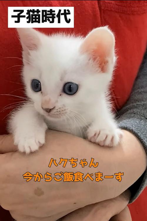 抱っこされる子猫