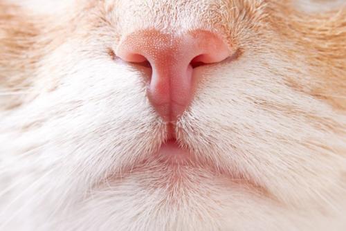 ピンク色の猫の鼻