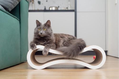 爪とぎの上でくつろぐ猫