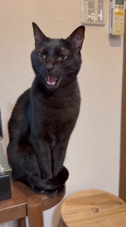 鳴き声をあげながらあくびをする猫