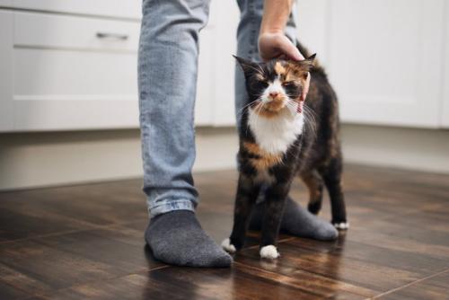 足元にすりよる猫
