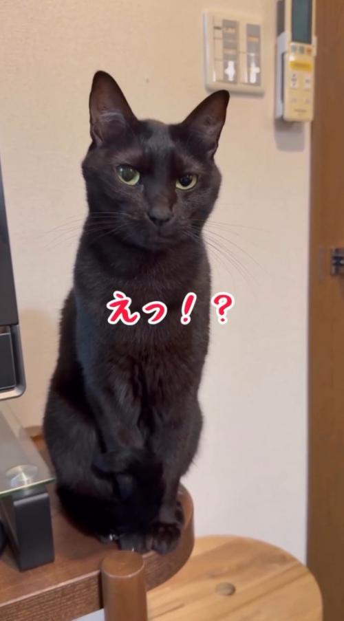 あくびを止めた猫を見て動揺したように声をあげる飼い主
