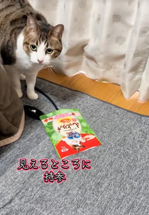 チラッと横目で飼い主を見る猫
