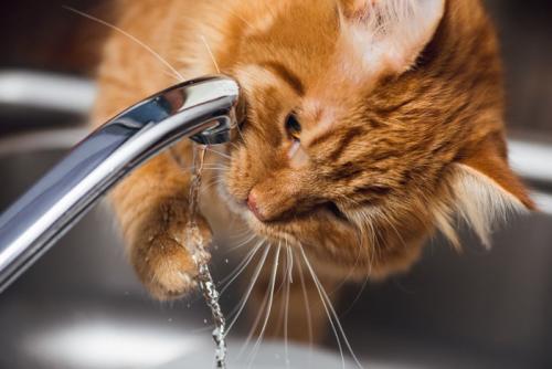 蛇口で遊ぶ猫