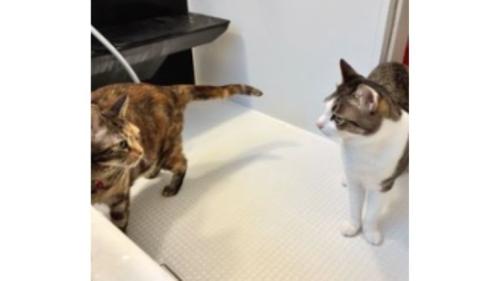 室内にいる猫