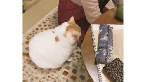 室内にいる猫