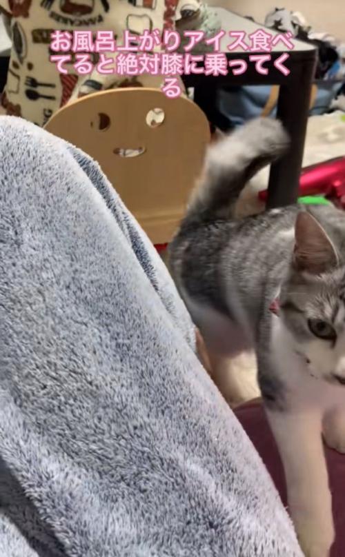 ソファに登る猫