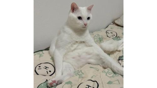 座っている猫