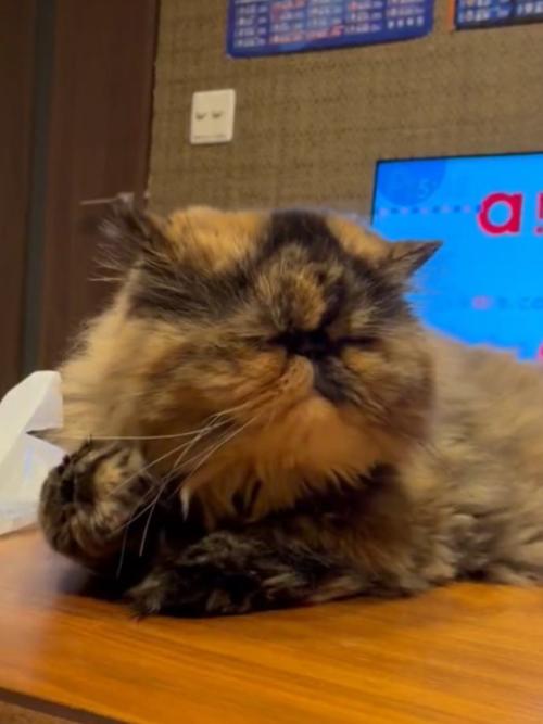 渋い顔で軽く手をあげた状態の猫