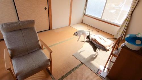 白猫さんに飛び掛かるキジ白さんと、ジャンプで避ける白猫さん（画像右中央）