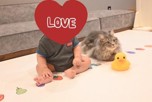 赤ちゃんと猫