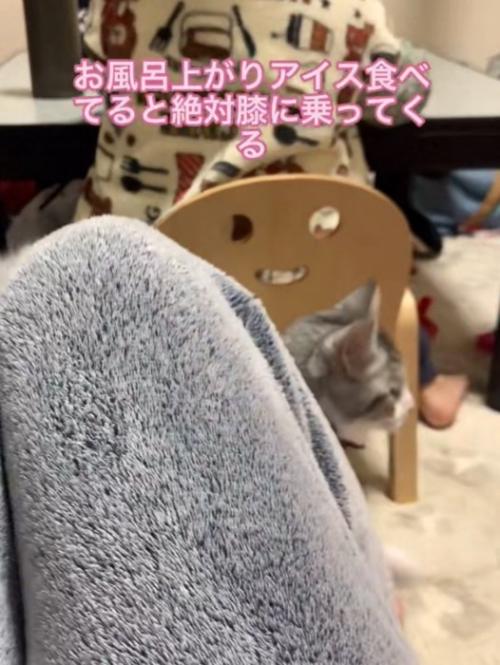 現れる猫