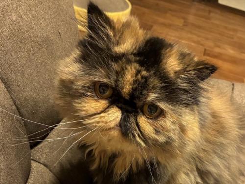 飼い主を見つめる猫