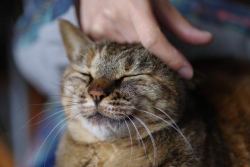 撫でられる猫