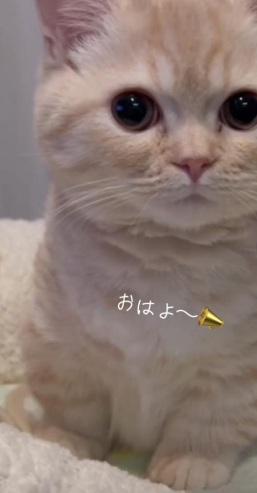 「おはよ～」のテロップ写真
