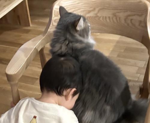 猫にあいさつをする赤ちゃん