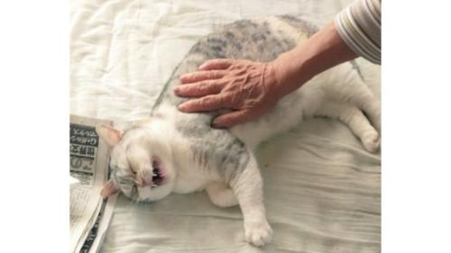 室内にいる猫
