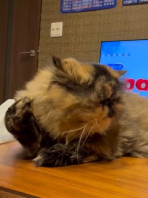 猫が右手を耳の後ろへ振りかぶっている様子