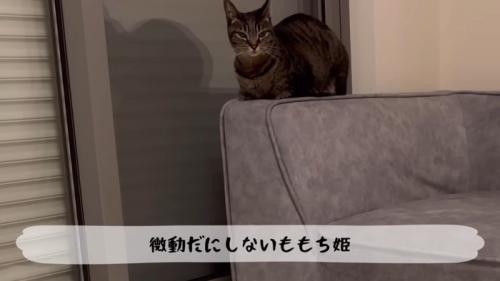 微動だにしない