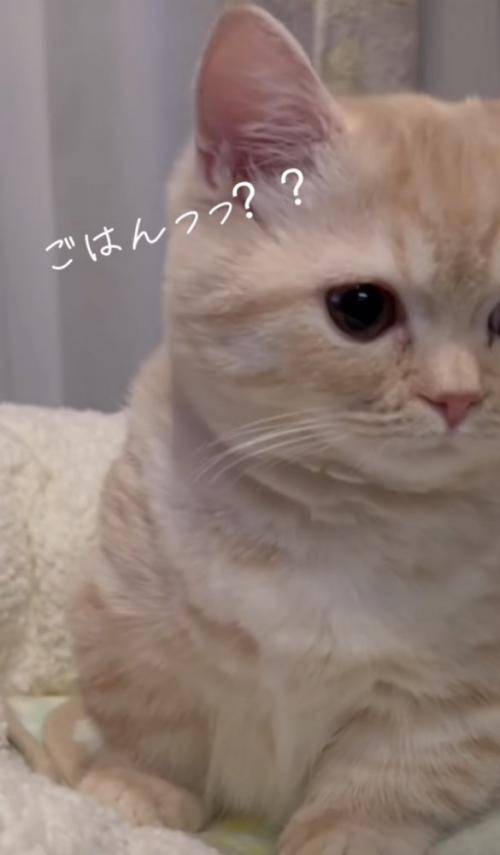 「ごはんっっ？？」のテロップ写真
