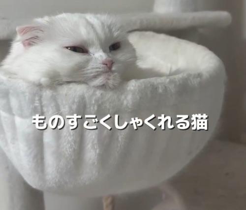 しゃくれた猫（正面・ズーム）